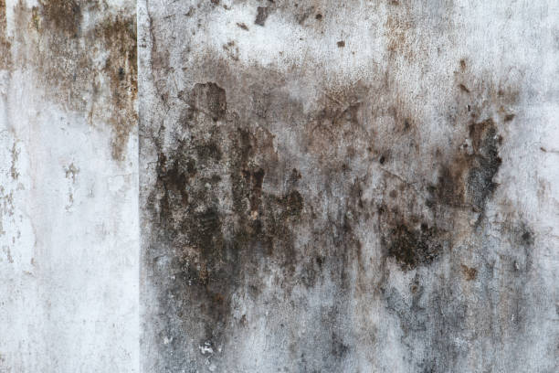 Best Mold Removal for HVAC Installations  in Ruskin, FL