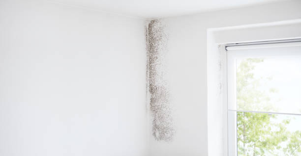 Best Crawl Space Mold Remediation  in Ruskin, FL