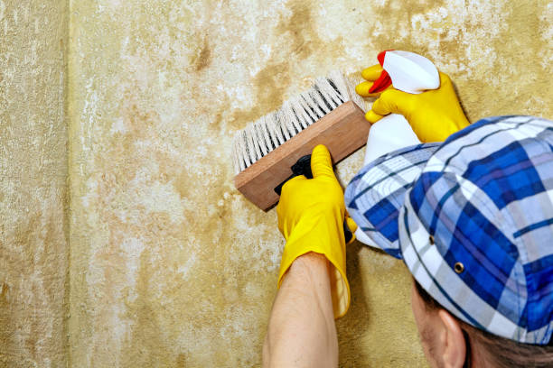 Best Post-Construction Mold Inspection  in Ruskin, FL