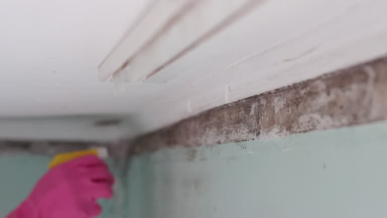  Ruskin, FL Mold Removal Pros