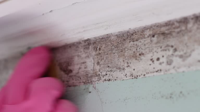 Best Comprehensive Air Testing for Mold Contaminants  in Ruskin, FL